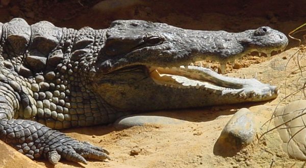 Ferme des crocodiles à Pierrelatte