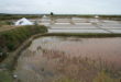 Marais salants de Guérande