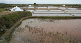 Marais salants de Guérande