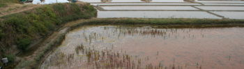 Marais salants de Guérande