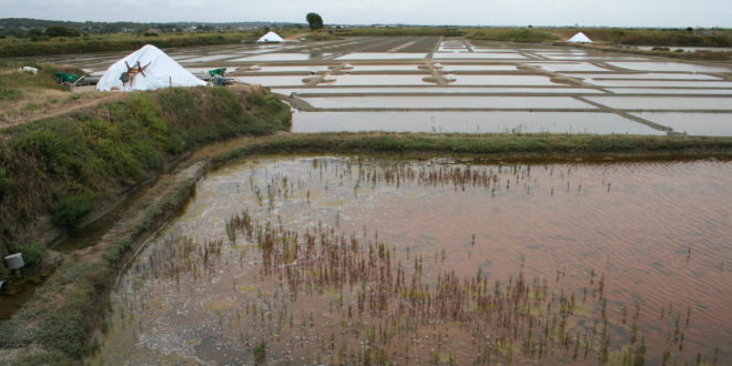 Marais salants de Guérande