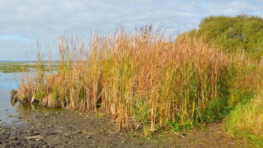 Le Lac de Grand-Lieu