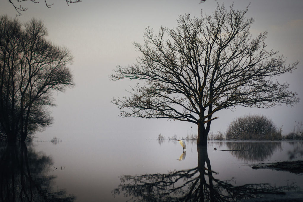 Le Lac de Grand-Lieu en hivers