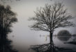 Le Lac de Grand-Lieu en hivers