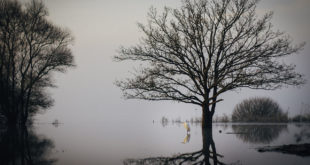 Le Lac de Grand-Lieu en hivers