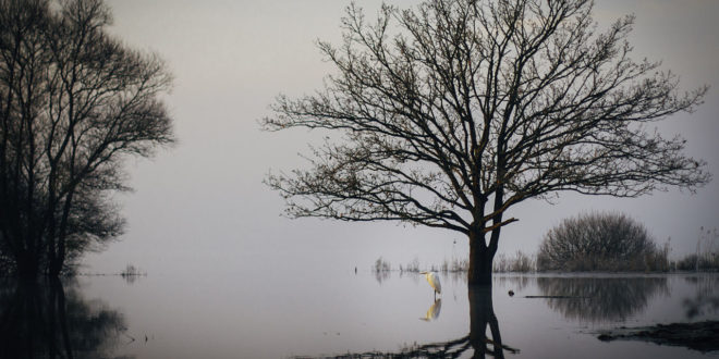 Le Lac de Grand-Lieu en hivers